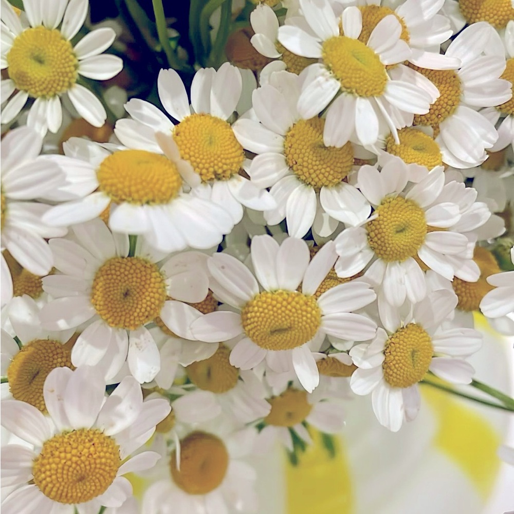 Meet your Posher, Natalia